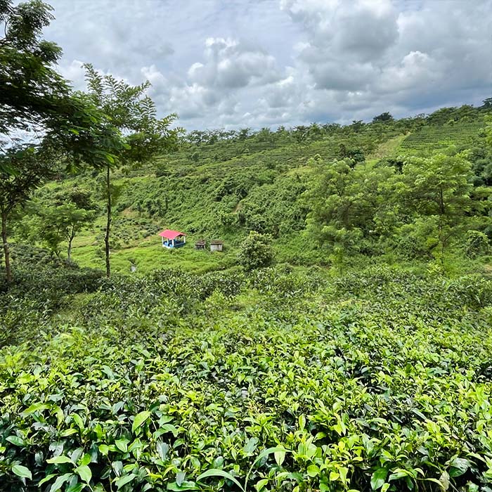 Kumai Organic Tea Garden