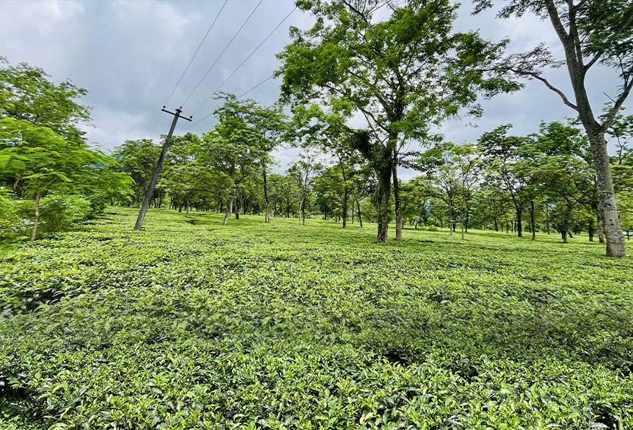 Kumai Organic Tea Garden