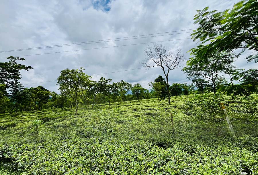 Kumai Organic Tea Garden