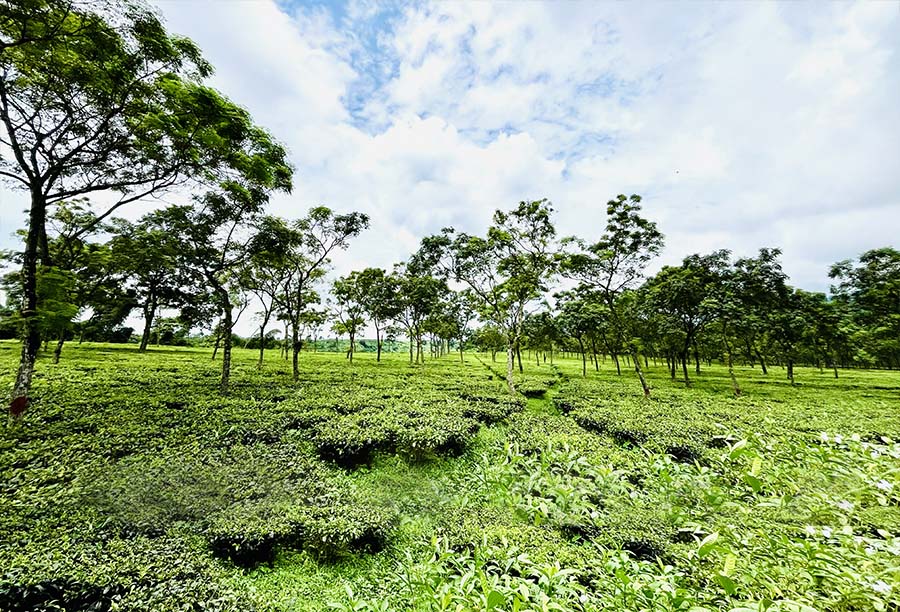 Kumai Organic Tea Garden