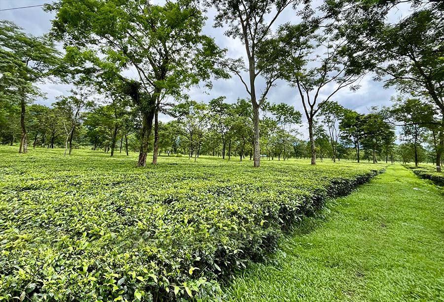 Kumai Organic Tea Garden