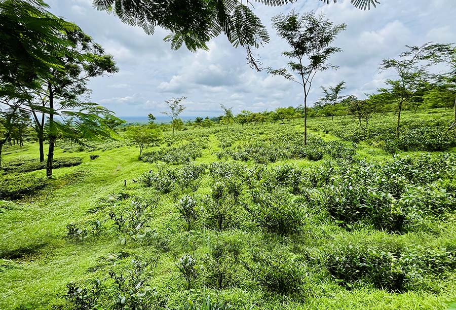 Kumai Organic Tea Garden