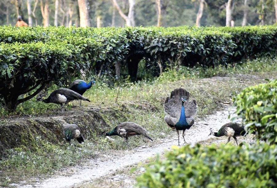 Peacock View Point Kumai