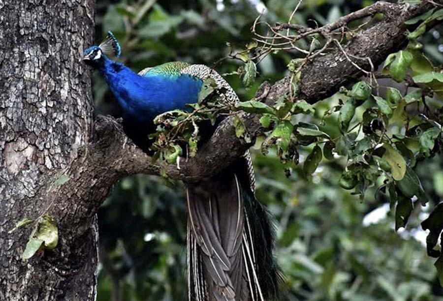 Peacock View Point Kumai