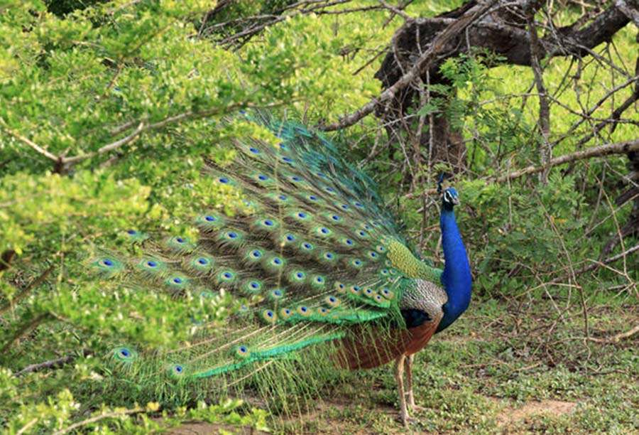 Peacock View Point Kumai