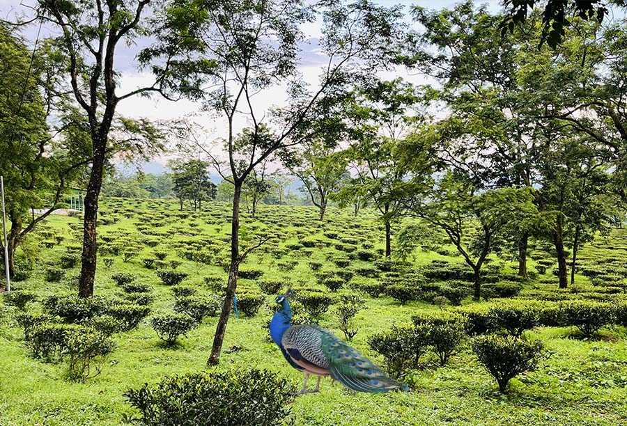 Peacock View Point Kumai